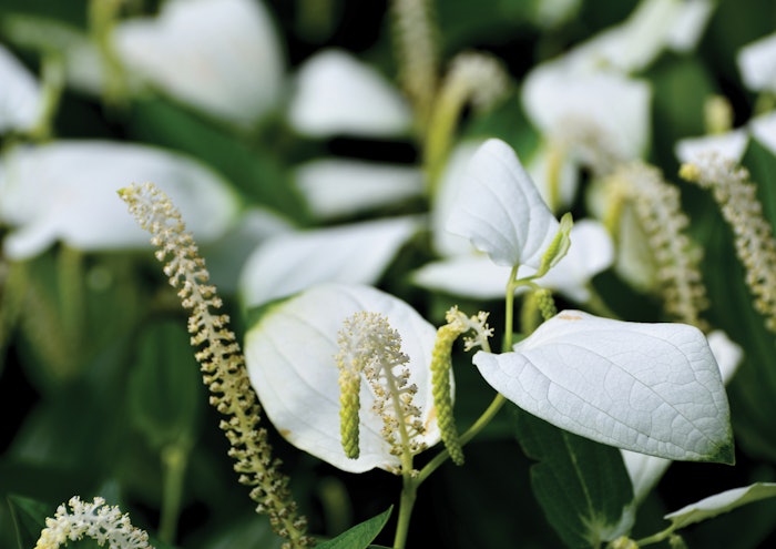 Jaka Biotech Saururus Chinensis (2)