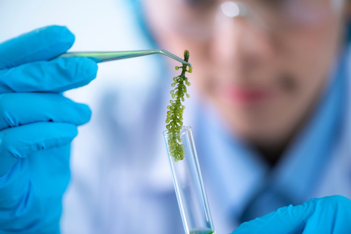 Image Of Microalgae Algae Tested In Lab Scientist