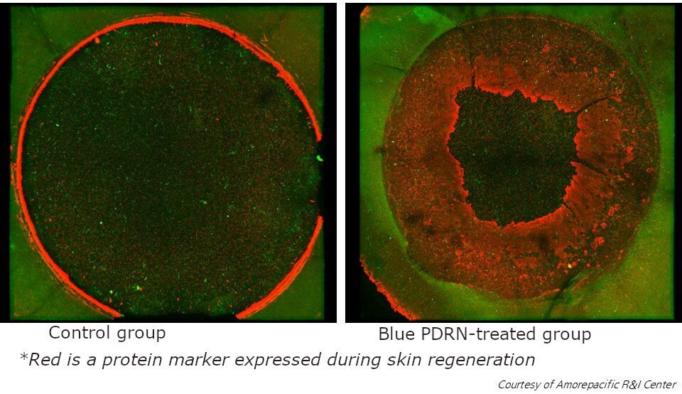 AmorePacific Finds 'Blue' PDRN from Microalgae Matches Salmon for Skin ...