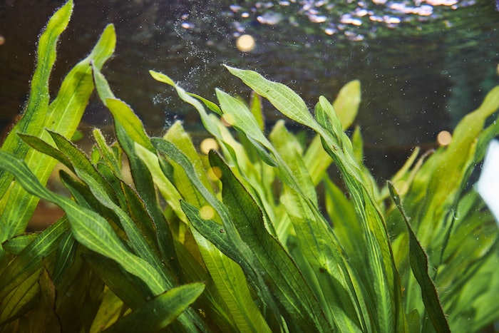 Sweet Water Algae Adobe Stock 248385011 (1)