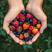 Methyl benzoate has a dominant berry note with a subtle hint of balsam.
