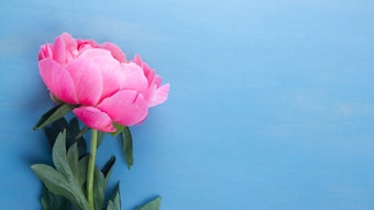 Isolated Pink Peony On Blue Background Adobe Stock 167725010