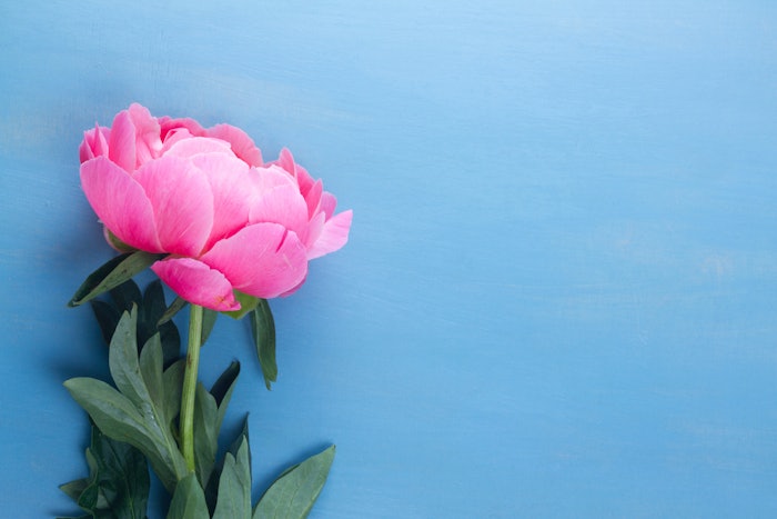 Isolated Pink Peony On Blue Background Adobe Stock 167725010