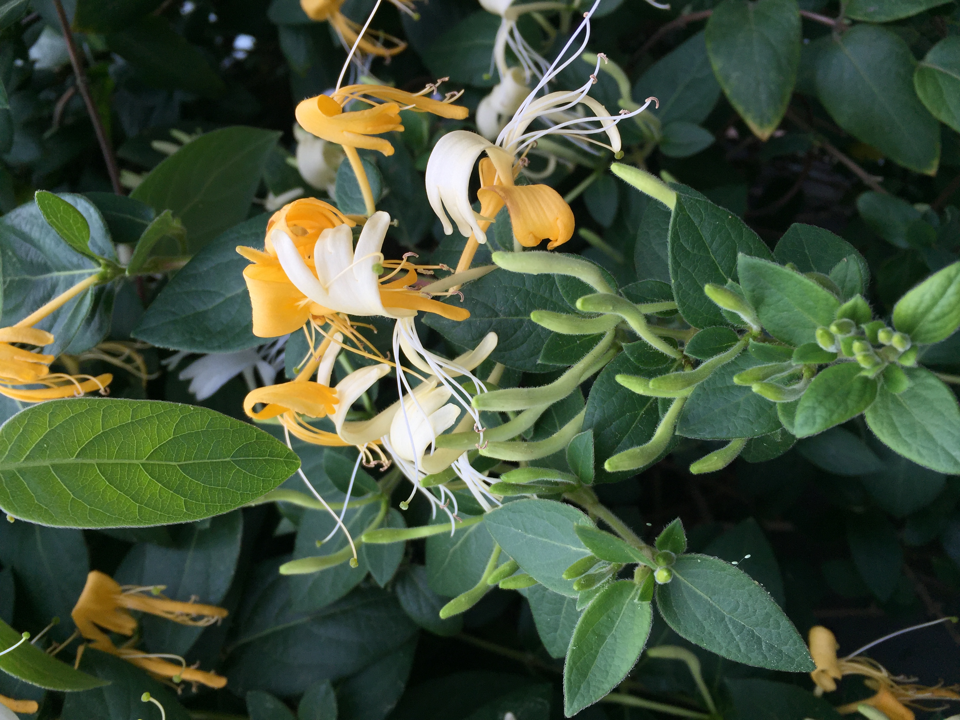 Honeysuckle 1