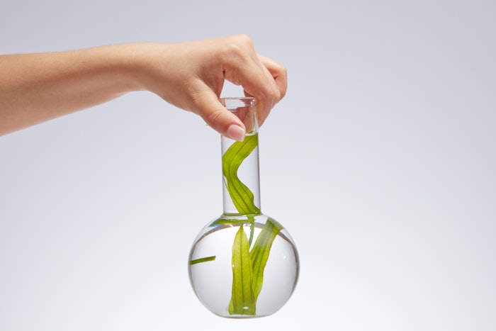 Kelp In Glassware In Lab Adobe Stock 625059662