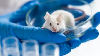 Lab Rat In Petri Dish Held By Blue Gloved Hands Adobe Stock 244461667