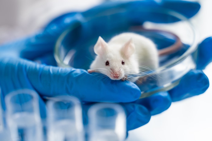 Lab Rat In Petri Dish Held By Blue Gloved Hands Adobe Stock 244461667