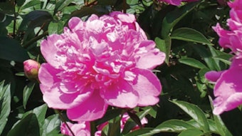 Peony Peo Glo Ichimaru Pharcos