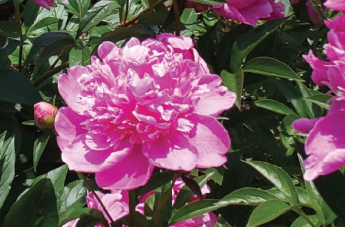 Peony Peo Glo Ichimaru Pharcos
