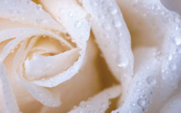 White Rose Dewy Petals Croda Natrineo