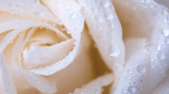 White Rose Dewy Petals Croda Natrineo