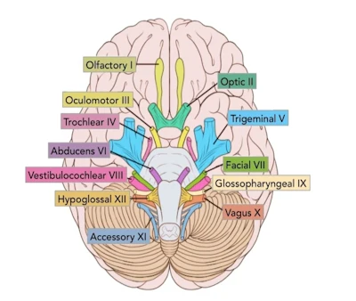 Fig. 1: The two olfactory nerves