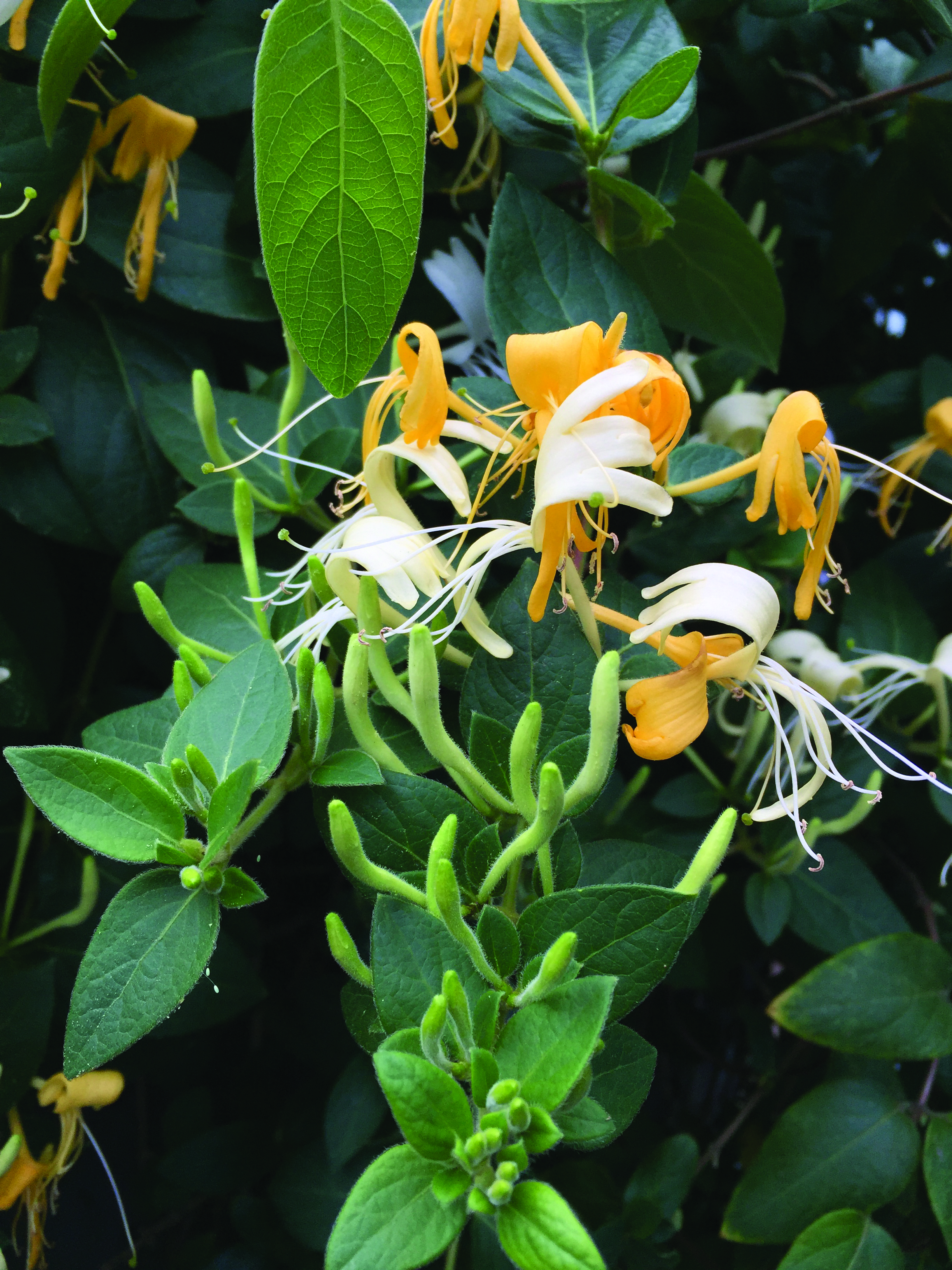 Honeysuckle 1 (3)