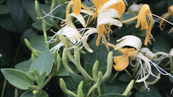 Honeysuckle 1 (3)