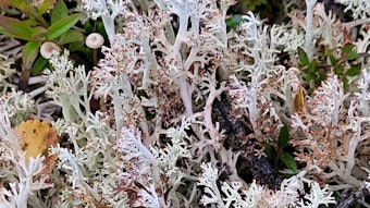 Biolichen Hero Image