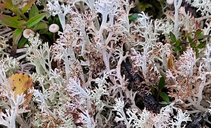 Biolichen Hero Image