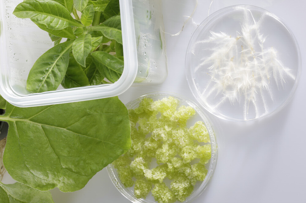 The project&apos;s objective was to establish new, sustainable production systems for plant-derived cosmetic ingredients with scientifically validated biological activity and efficacy.