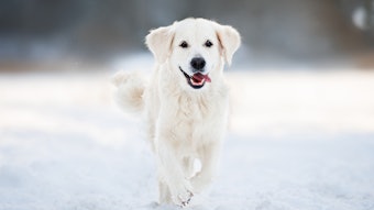 White Dog Running Through Snow