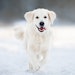 White Dog Running Through Snow