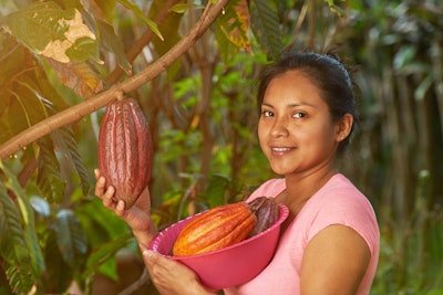 Young Woman Harvesting Cacao Pod Adobe Stock 202109664