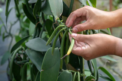 Country-of-origin diversification has therefore become a central pillar of sustainability strategies for vanilla production.