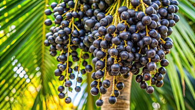 Acai flavors gain a modest increase in authenticity from this raw material.