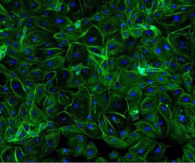 The ingredient rejuvenated aged cells by 31%, restoring skin structure and resilience for a more youthful appearance, per Debut.