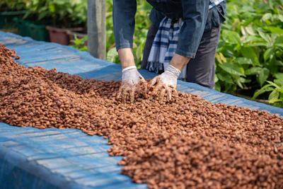 Fermentation can alter the microbial environment of cacao and change the flavor.