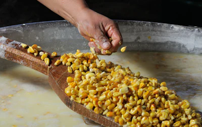 Nixtamalization is an ancient process of soaking dried maize in an alkaline solution.