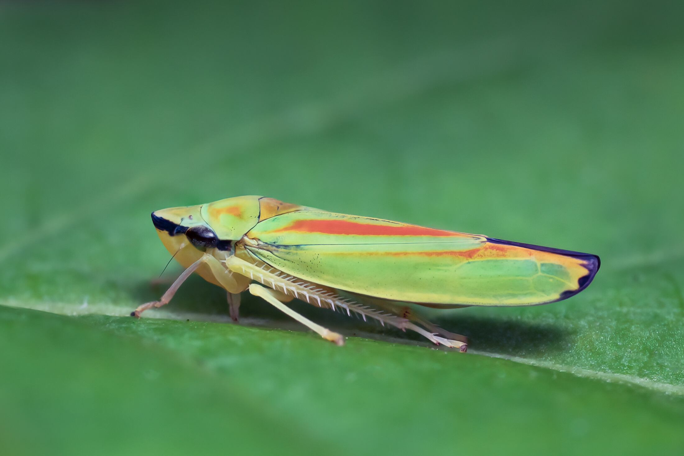 These natural nanostructures reportedly absorb ultraviolet light and scatter visible light, creating an anti-reflective shield that makes leafhoppers nearly undetectable to predators.