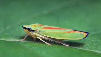These natural nanostructures reportedly absorb ultraviolet light and scatter visible light, creating an anti-reflective shield that makes leafhoppers nearly undetectable to predators.