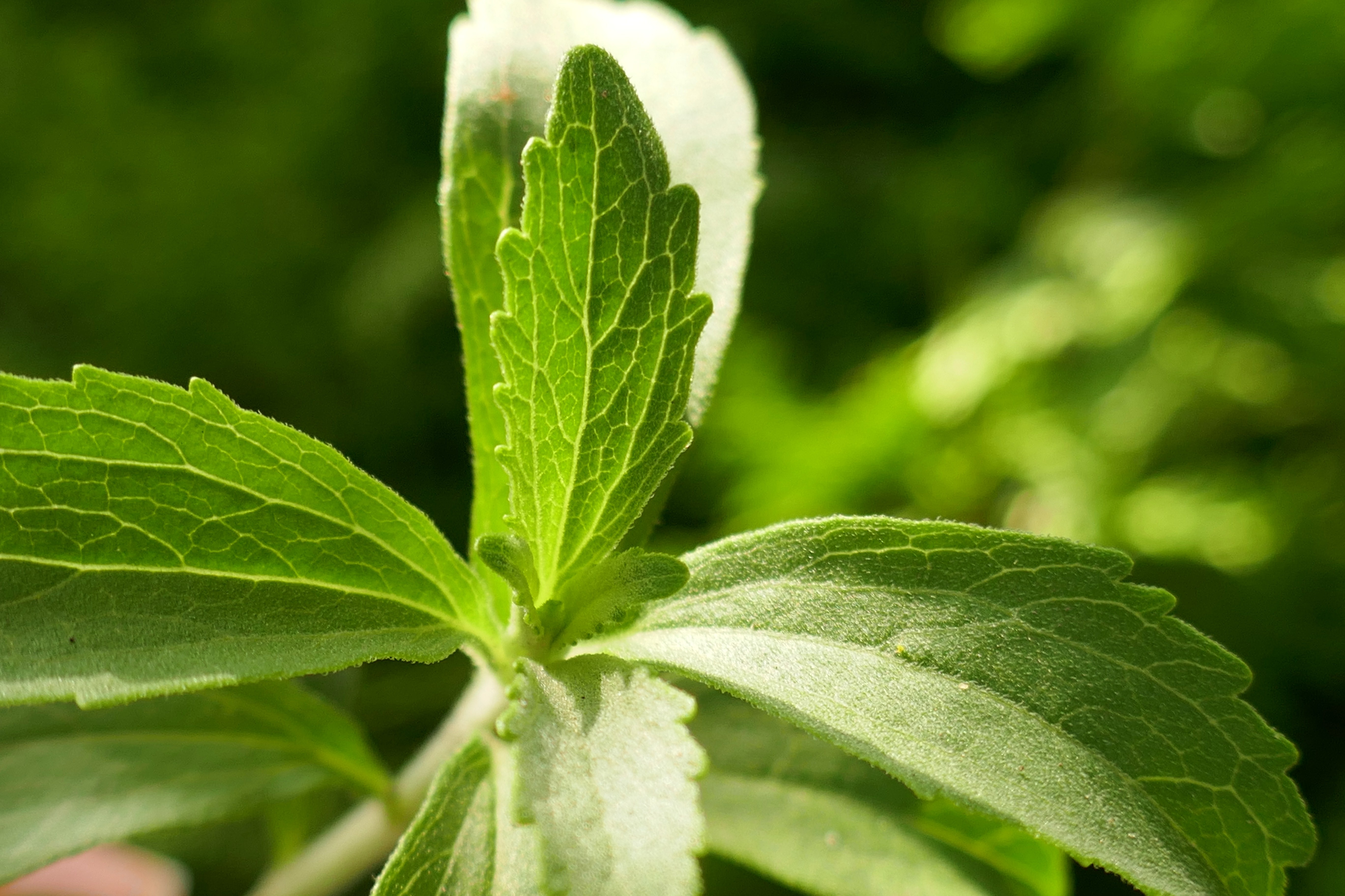 At the heart of the collaboration is Arzeda&rsquo;s ViaLeaf Reb M technology, a direct-from-leaf stevia extraction process powered by AI-designed enzymes.