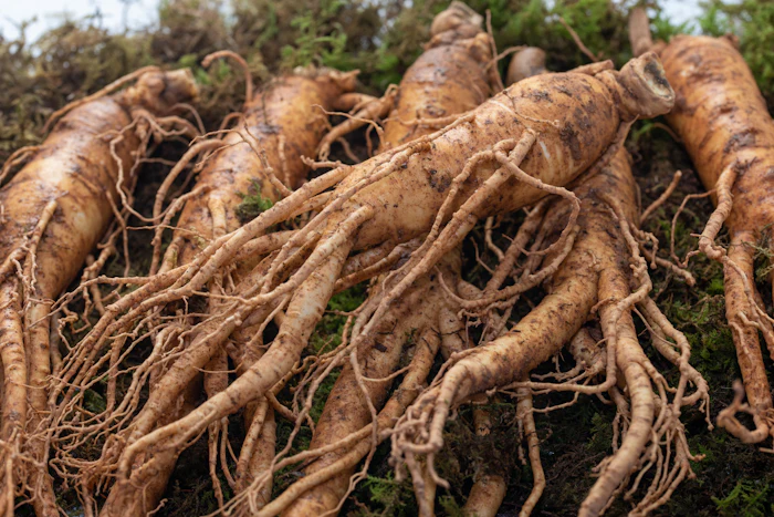 Freshly harvested root vegetables with exposed soil and fibrous root systems in garden setting