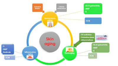 Figure 1. Factors that impact skin aging.