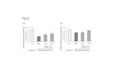 Figure 2 - PRE restores the differentiation potency of keratinocytes delayed by glycation.