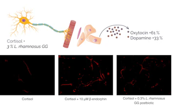 Figure 5 - Keratinocyte-neuron co-culture model and measurement of well-being mediators.