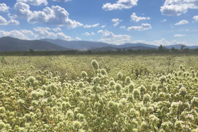A native Iberian species, Thymus mastichina offers a distinct regional character that differentiates it from other marjoram varieties.
