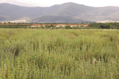 'Spain’s essential oils sector is entering a necessary phase of professionalization,' says Fernandez. 'One of the first visible drivers has been increased fiscal enforcement and documentation scrutiny. As transparency increases, real production costs become visible, and this is gradually reshaping the competitive landscape.'