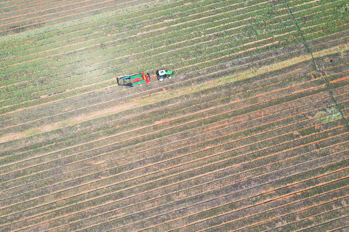 Zalab&iacute; leverages its unique Mediterranean terroir&mdash;characterized by Sierra Nevada snowmelt aquifers and extreme thermal shifts&mdash;to deliver expressive, technically reliable oils like Spanish red thyme, marjoram and sage.