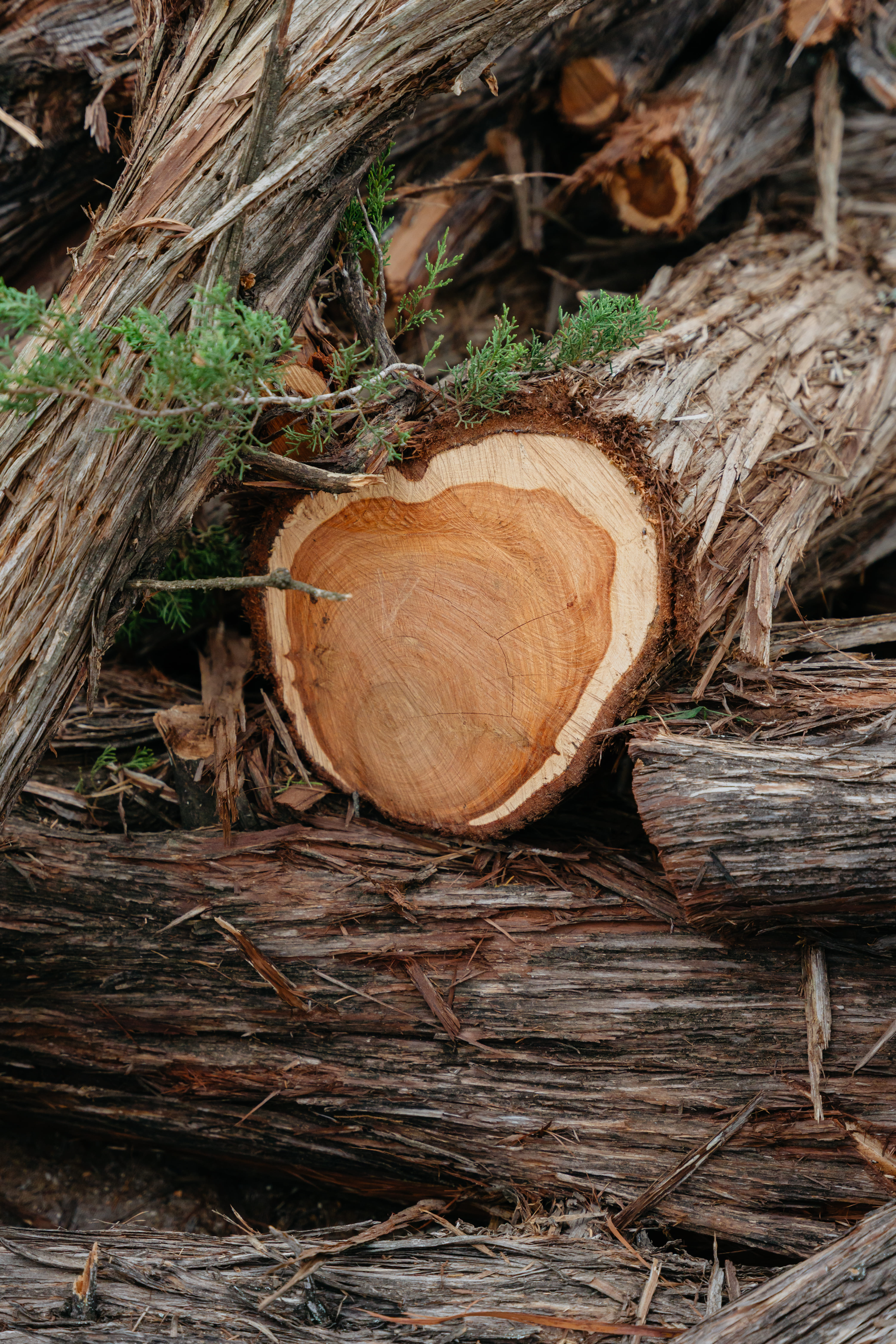 Mane Cedarwood Texas Us Florian Bonin A7209027 1