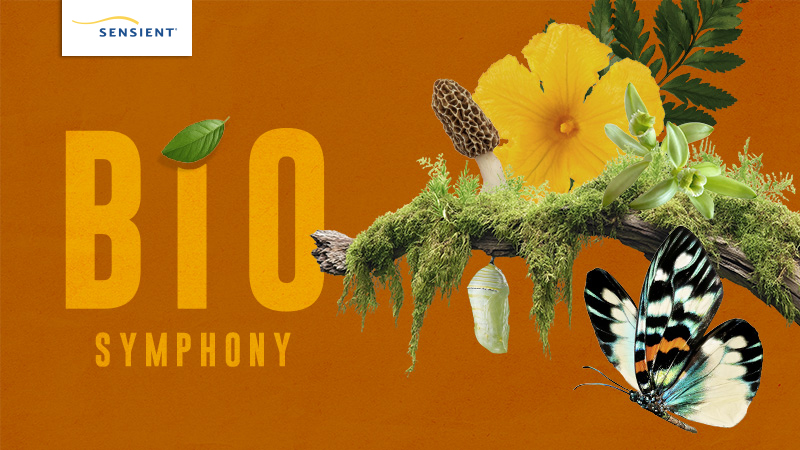 Sens 0078 Cover1 Orange Butterfly 800x450 (lead Image)