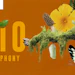 Sens 0078 Cover1 Orange Butterfly 800x450 (lead Image)