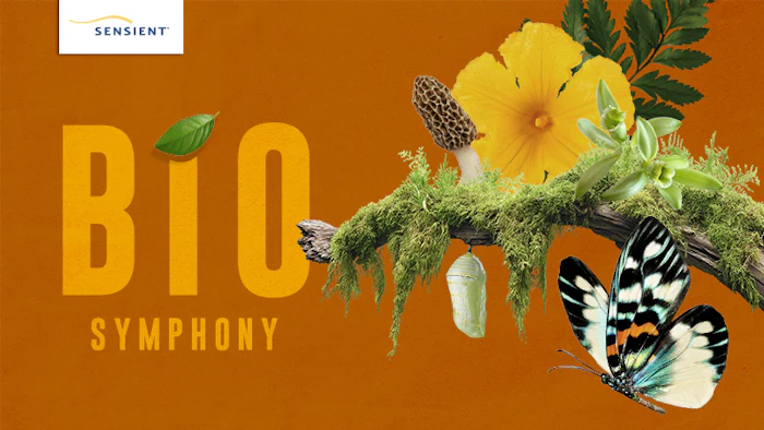 Sens 0078 Cover1 Orange Butterfly 800x450 (lead Image)