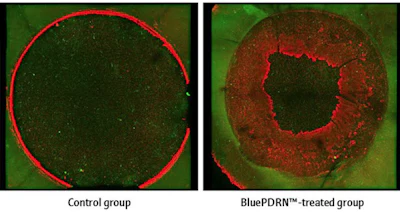 Figure 1 - Images from a reconstructed human epidermis test, showing ingreased levels of protein market expression during BluePDRN induced skin regeneration when compared to that of a control group.