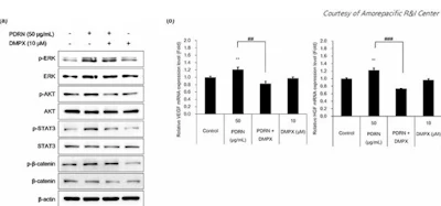 Figure 2 - visual representation of tests results from Amorepacific R&I Center paper published in Dermatological Research, indicating that BluePDRN activates cell proliferation and angiogenesis pathways through A2AR-dependent mechanisms.