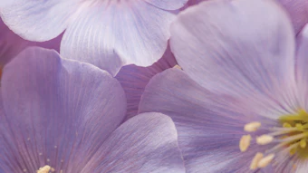Inolex June Pru