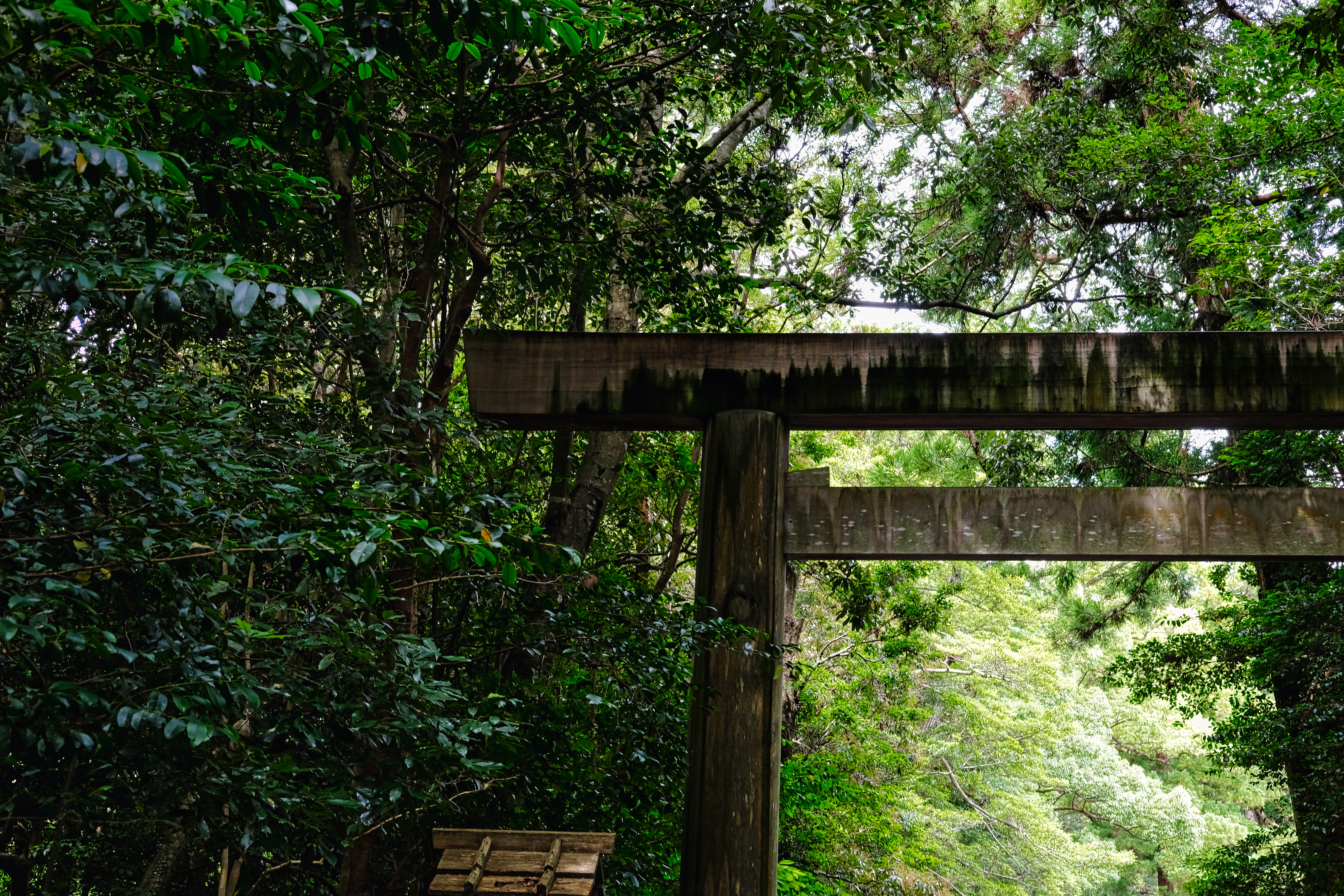 'Japan offers an extraordinary cultural vocabulary that remains largely untapped globally,' says Joseph Lattarulo, senior vice president and general manager at Takasago. 'Sacred woods from legendary forests. Tea rituals from Japan to China. Traditional gastronomy. Seasonality. Architecture. Craftsmanship. Thousands of emotional stories waiting to become fragrances.'