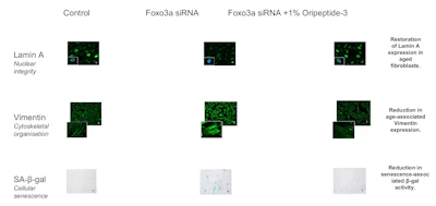 Figure 2 - Representative immunofluorescence images illustrating the effects of Oripeptide-3 in a Foxo3a-induced accelerated aging model.