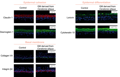 Figure 4 - Effect of GM derived from Ceratonia siliqua on re-epithelialization observed on wounded VI SILABSKIN FT.