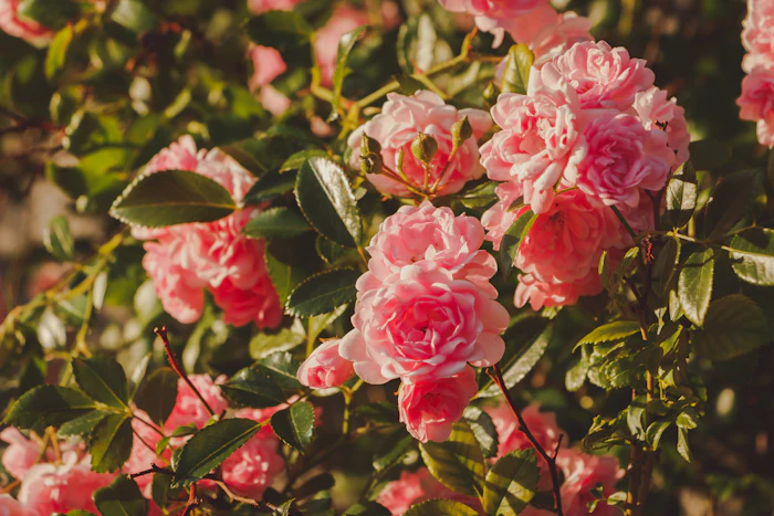Floragenist Rose is positioned around the growing skin radiance and glass/diamond skin conversation.